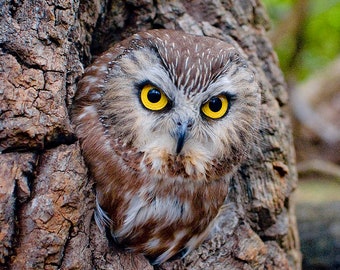 Hamlet's Tree—Northern Saw-Whet Owl Portrait—Large Photography Print