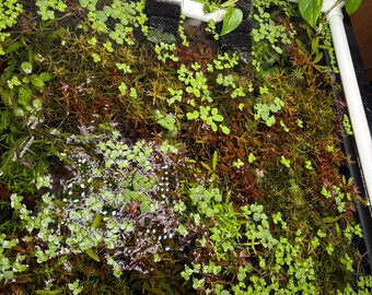 10–20 Gallon Aquarium Plant Pack