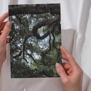 Spanish Moss Covered Live Oak Tree Branch