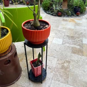 Puede incluir: Una escena al aire libre con una variedad de plantas en macetas. Una vibrante maceta de cerámica naranja acanalada se encuentra sobre un soporte de metal negro para plantas. Una maceta cuadrada roja más pequeña está en el nivel inferior. El fondo incluye una estructura verde y un patio de piedra.