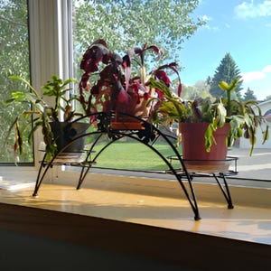 May include: Three potted plants on a black metal plant stand. The stand is shaped like an arch and has two tiers. The plants are in different coloured pots and are all green.