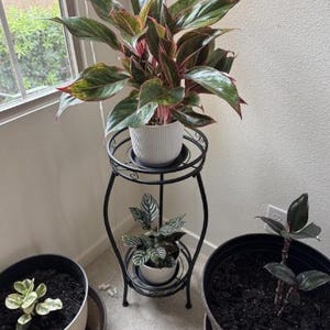 2 Tier Metal Plant Stand, Indoor Pot Stand, Outdoor Plant Shelf, Window Plant Shelf, Tall Plant Stand, Indoor Plant Stand, Flower Stand