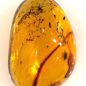 May include: A close-up of a piece of amber with several small insects trapped inside. The amber is a warm, golden color and is translucent, allowing the insects to be seen clearly.