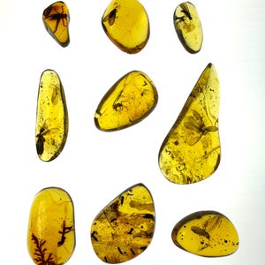 May include: A collection of nine amber specimens, each with a translucent, golden-yellow hue. Several pieces contain preserved insects, visible as dark inclusions. The shapes vary from rounded to elongated, showcasing natural formations.