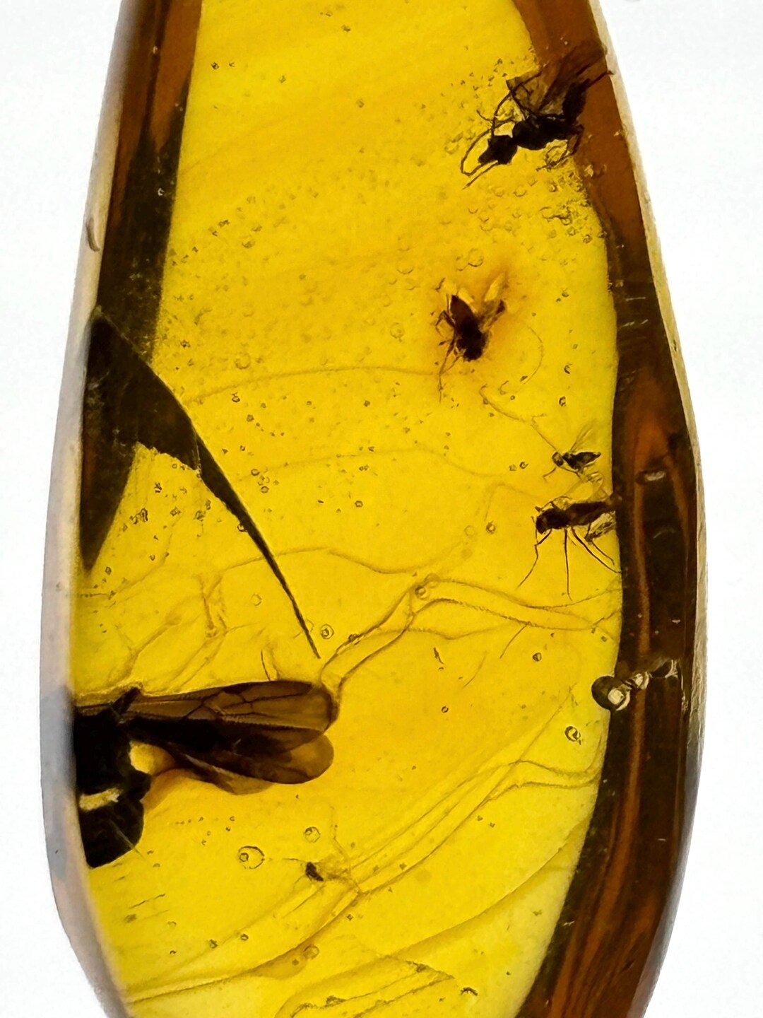 Dominican Amber With Insect Inclusions - Etsy