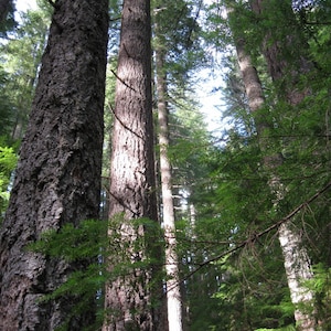 Puede incluir: Vista ascendente de árboles altos y maduros en un bosque. La imagen muestra la corteza texturizada de los árboles, con follaje verde y luz solar filtrándose a través de las ramas. La escena evoca una sensación de naturaleza y aire libre.