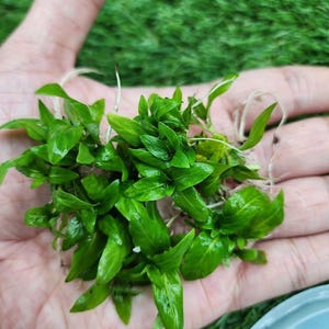 Peut inclure: Une poignée de plantes aquatiques vertes avec des racines, prêtes à être plantées dans un aquarium ou un jardin d'eau.