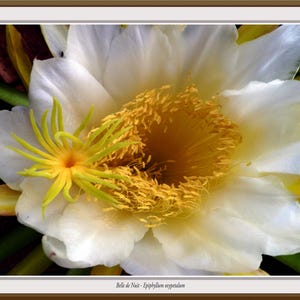 Belle de Nuit - Epiphyllum oxypetalum, Kaktus Poster, Wandbilder, Kaktus Poster, Wohnkultur Poster, Bilder mit Kaktus,