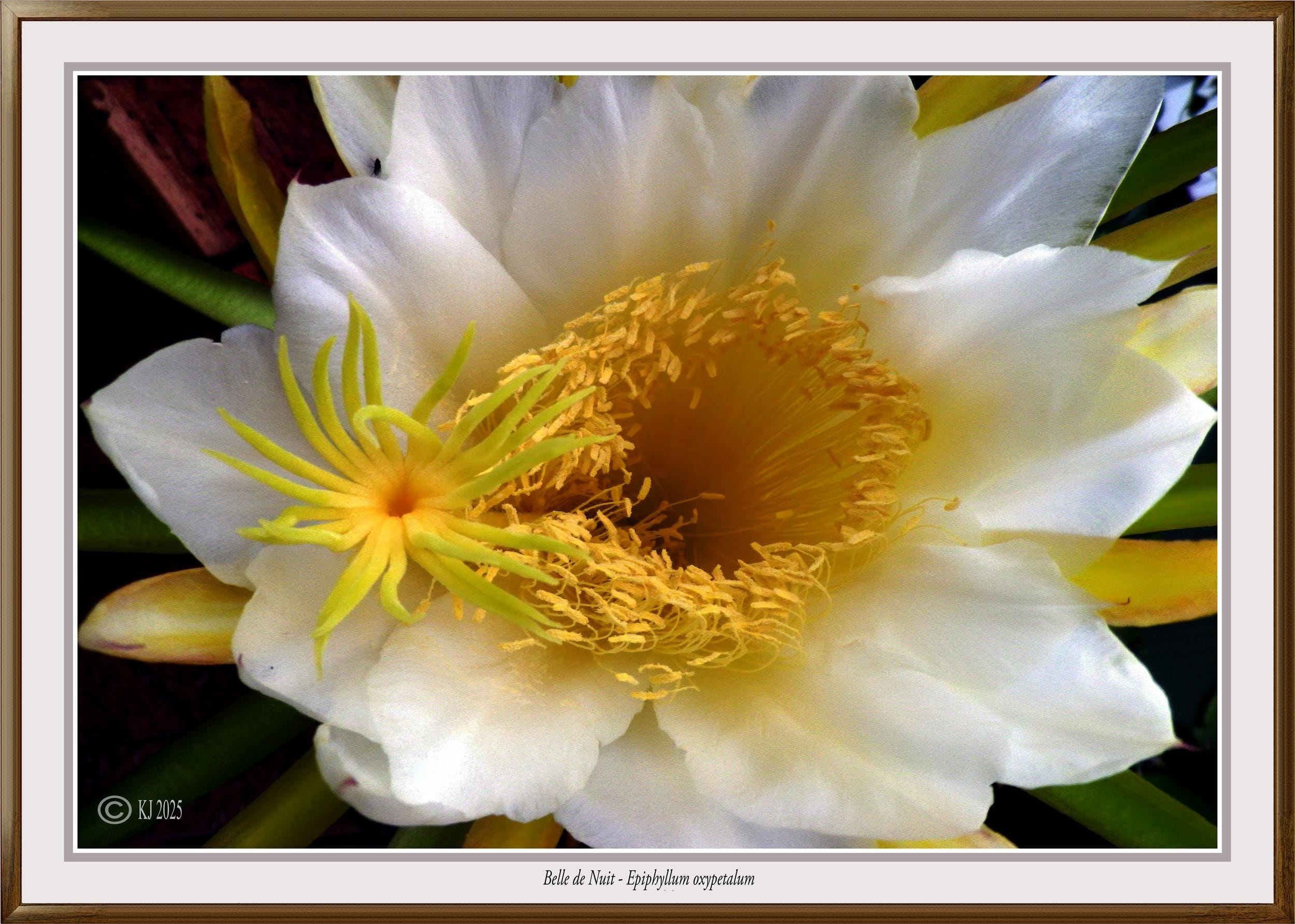 Belle de Nuit - Epiphyllum oxypetalum, wall art cactus posters, home decor cactus prints, cactus posters office decor, pictures with cactus,