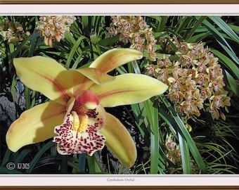 Cymbidium Orchid, flowers wall art, flowers home decor, digital nature posters, digital prints, flower pictures, nature prints digital,