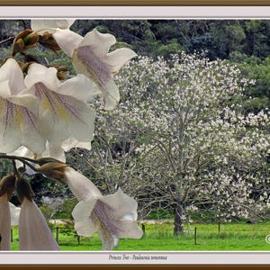 Princess Tree - Paulownia tomentosa, white flowering trees, flowering trees art, flowering trees posters, floral art posters,