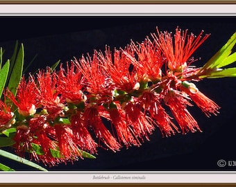 Bottlebrush - Callistemon viminalis, Australian native flowers, Australian red flowers, wall art red flowers, posters Australian flowers,