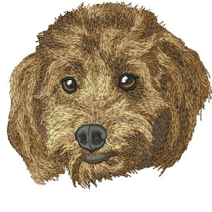 Puede incluir: Primer plano de la cara de un caniche marrón y blanco. El perro tiene un pelaje esponjoso y mira directamente a la cámara.