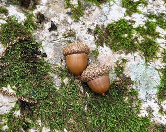 Pendientes de bellota auténtica para looks de otoño, joyas otoñales cottagecore para amantes de la naturaleza, joyas rústicas para bodas, regalo forestcore de estilo hada.
