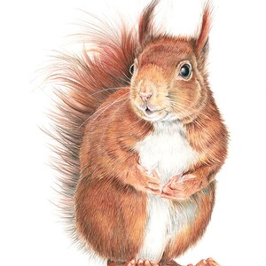 Red Squirrel - Limited Edition Giclee print from an Original painting by Gayle Mason