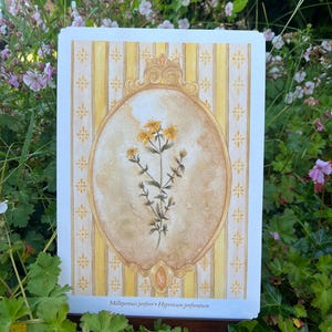 Illustrazione di erba di San Giovanni - Poster da parete - Acquerello stampato - Decorazione vintage