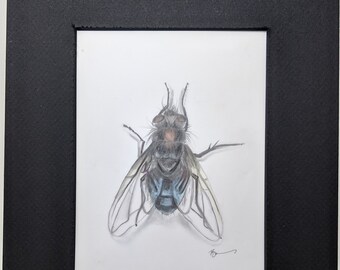 Common House Fly Original Drawing