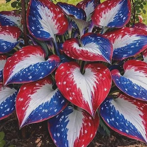 May include: A close-up of a hosta plant with large, heart-shaped leaves. The leaves are uniquely colored with a patriotic theme: red edges, white centers, and blue speckled accents, creating a striking visual display.