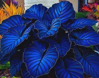Nasiona Coleus Calathea Blue Black | Rzadka roślina liściasta