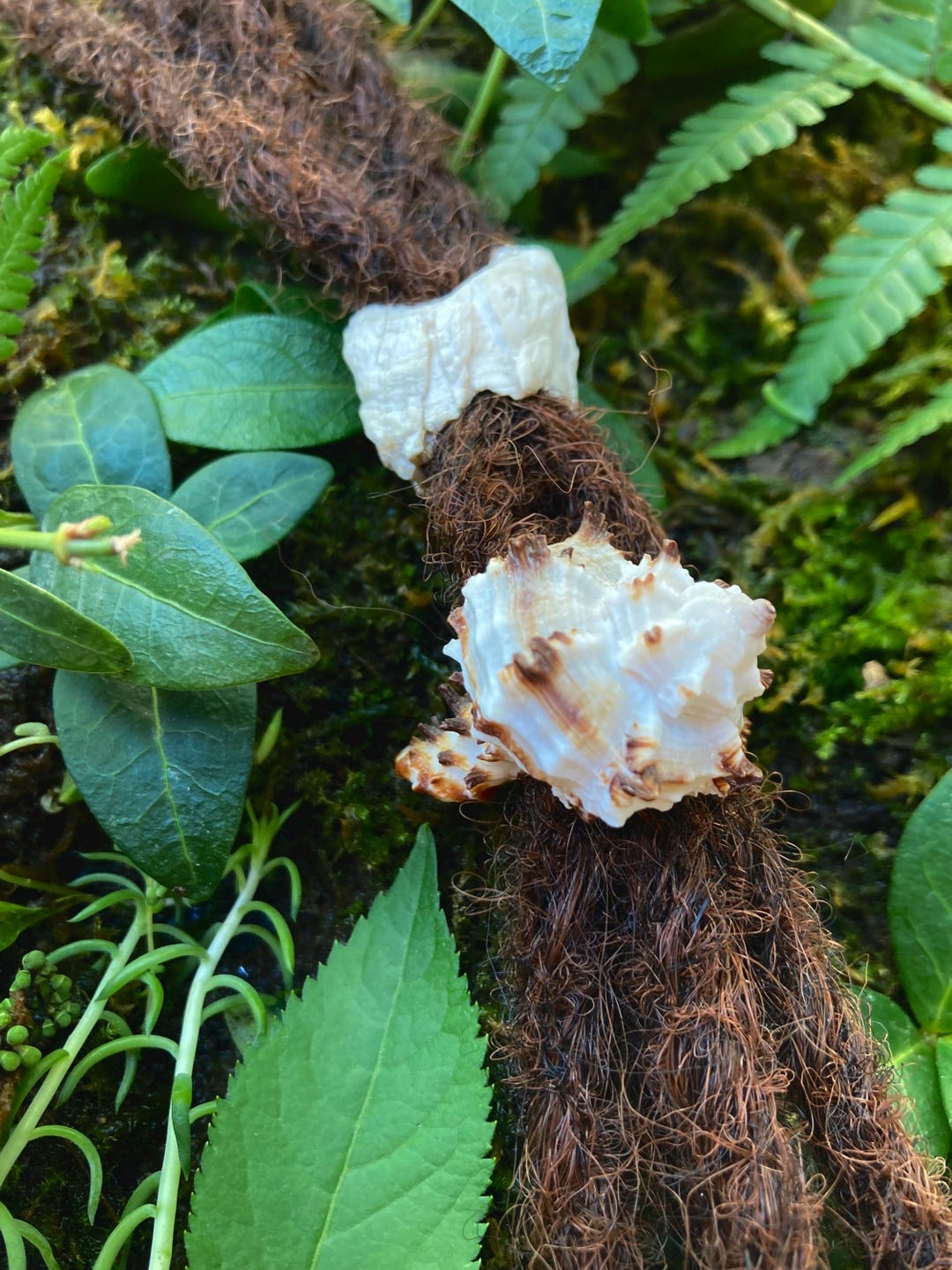 Snails - Dread Beads - Set of Two- Sea Shells - Murex Endivia - Conch ...