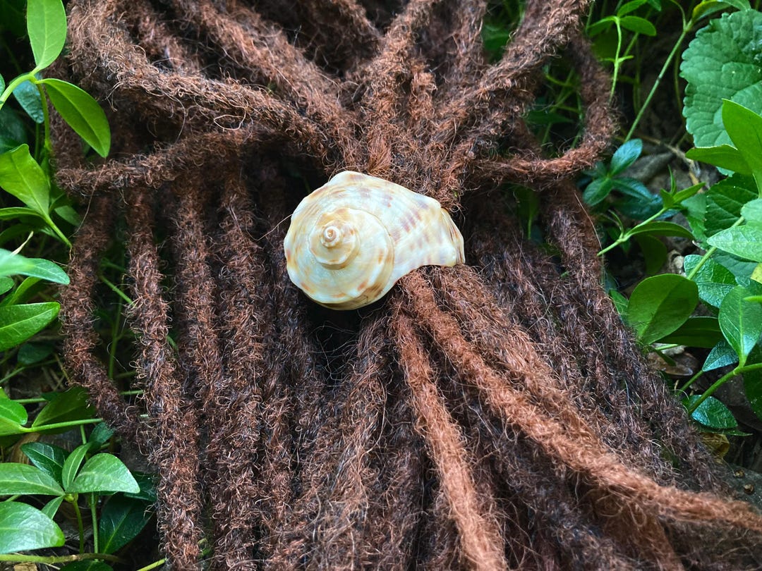Large Snail- Snail Dread Bead- Natural - Dread Bead- Sea Shell- Big ...