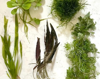 Plantes d'aquarium à croissance rapide - Lot de plantes d'aquarium, démarrage facile