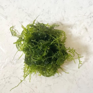 Peut inclure: Un amas de mousse vert vif, avec une apparence dense et texturée. La mousse est d'un vert naturel et brillant, et semble fraîchement récoltée. L'image est prise d'en haut, montrant la mousse sur un fond blanc.