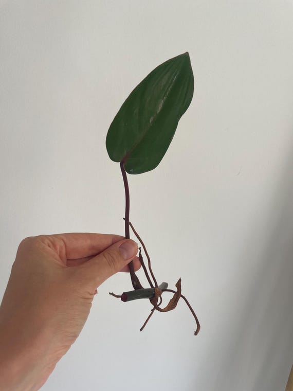 Philodendron Emerald Red De Colombie Bouture - Etsy Israel