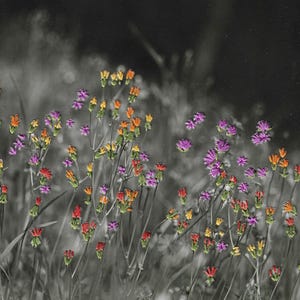 Op de afbeelding: Een veld met wilde bloemen in tinten van paars, oranje en geel. De bloemen bloeien en de achtergrond is wazig.