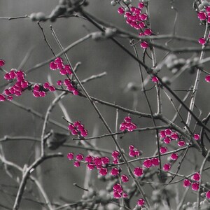 Op de afbeelding: Een close-up van een tak met roze bessen tegen een grijze achtergrond. De bessen zijn geclusterd in groepen van verschillende groottes.