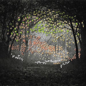 Op de afbeelding: Een zwart-witfoto van een bospad, met een levendige boog van groene, oranje en witte accenten. De bomen omlijsten het pad en creëren een tunnelachtig effect, waarbij de kleurrijke details de aandacht trekken.