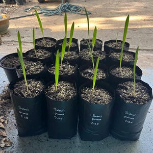 Sabal pumos (very rare Sabal species) seedlings !!