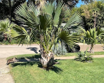 Sabal louisiana Palm Tree – Texas Tough Cold Hardy Palm Zone 6–7 – Trunking Sabal – 1 Gallon Size – Dallas Proven