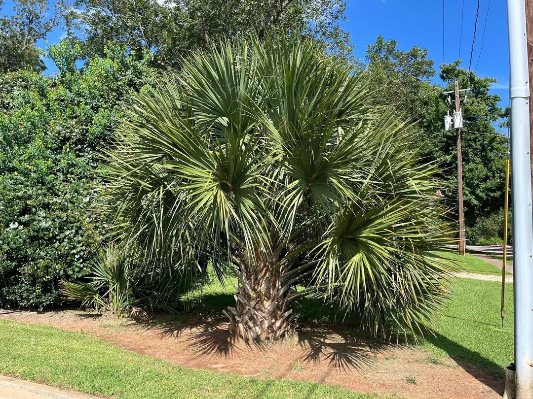 Sabal Brazoriensis (green County, GA) Palm Seedling – Extremely