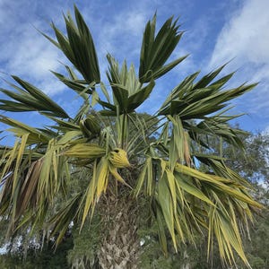 May include: A tall palm tree with a textured, fibrous trunk and large, fan-shaped fronds. The leaves display a mix of deep green and pale yellow hues, radiating outward from the center against a bright blue sky with scattered white clouds.
