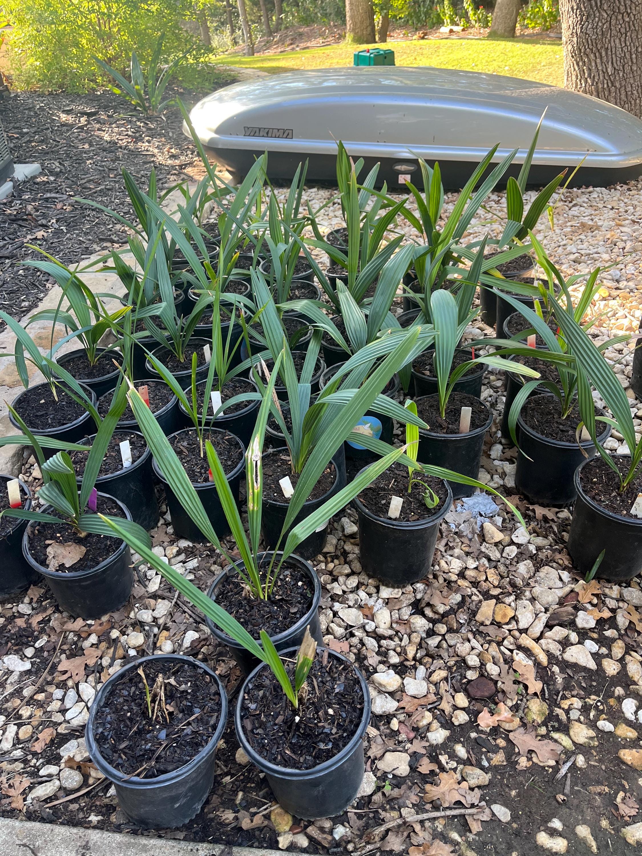 Sabal Minor Palm Seedlings 