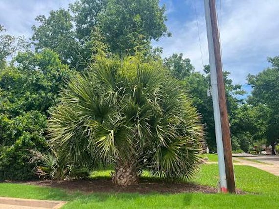 Sabal Brazoriensis (green County, GA) Palm Seedling – Extremely