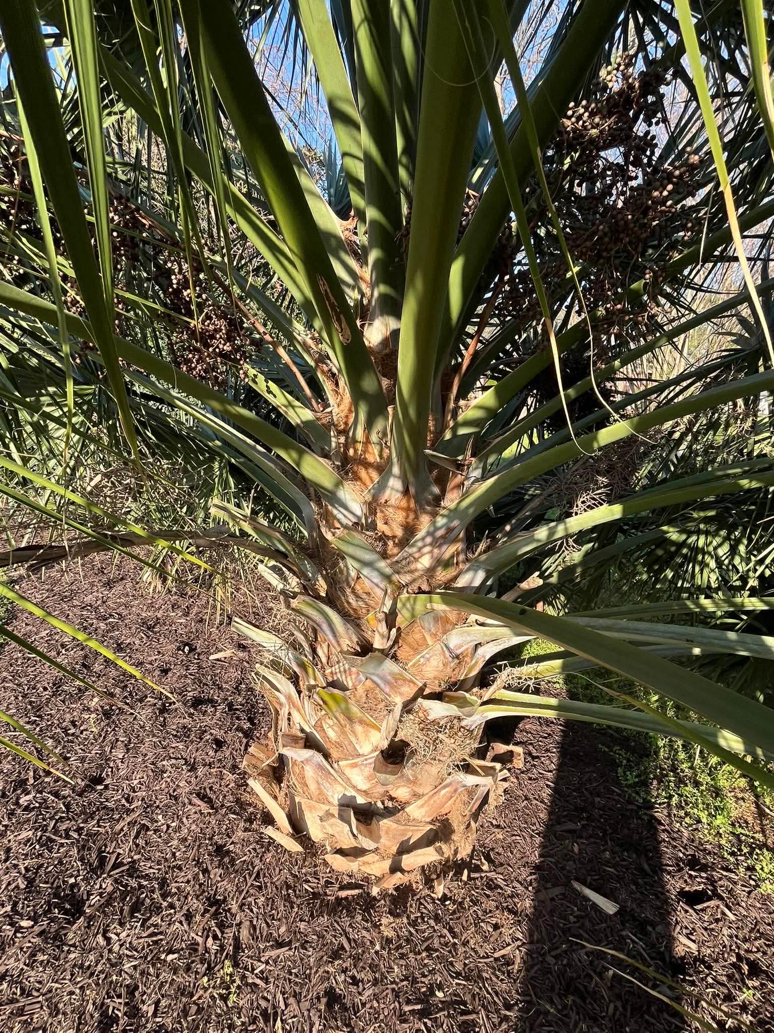 Sabal Brazoriensis (green County, GA) Palm Seedling – Extremely 