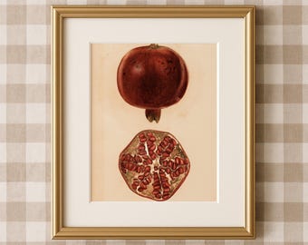 Vintage Pomegranate Botanical Poster Print | Antique Fruit Illustration | Rustic Kitchen Wall Art| 5″×7″
