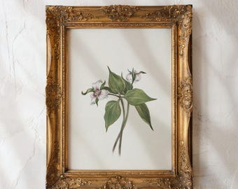 Vintage Trillium Botanical Print - Forest Wildflower Cottagecore Wall Art for Nature Lovers