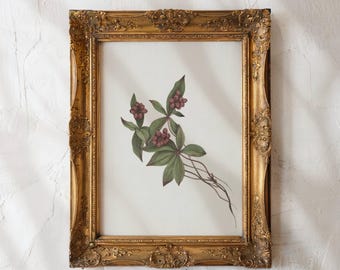 Stampa botanica vintage con bacche rosse, decorazione murale rustica in stile cottagecore.