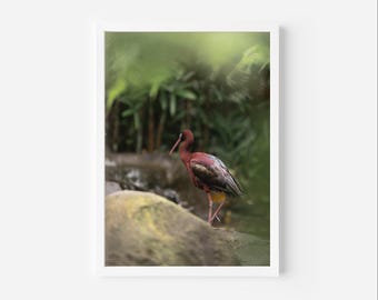 Glossy Ibis, Bird Photography Print | Wildlife Wall Decor, Exotic Bird Print, Nature Photography, Australian Minimalist Wall Art