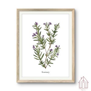 Rosmarin Botanische Wandkunst | Salbei grüne Wandkunst, Kräuter, Pflanzenliebhaber Geschenk, Cottagecore Dekor, botanische Drucke, Lebensmittel Wandkunst, digitale Kunst