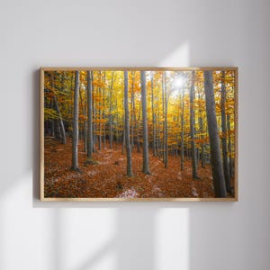May include: A framed print of a forest in autumn. Tall, slender trees with gray trunks and vibrant yellow and orange leaves fill the scene. The forest floor is covered in fallen leaves, and sunlight streams through the trees, creating a warm, inviting atmosphere.