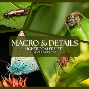 Könnte beinhalten: Eine Collage mit Makrofotografien, die Insekten und einen Schmetterling zeigen. Die Bilder zeigen ein braunes Insekt auf einem grünen Blatt, eine Spinne, einen Schmetterling mit blau-weißen Flügeln und eine rote Ameise. Text-Overlay: "MACRO & DETAILS LIGHTROOM PRESETS MOBILE & DESKTOP."