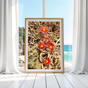 Fiori di Naxos, delicati, selvatici, natura, primavera, flora, vita, macrofotografia, natura, romantico, stampabile, fotografia, amore, affascinante