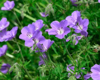 Geranium maculatum - Wild Geranium