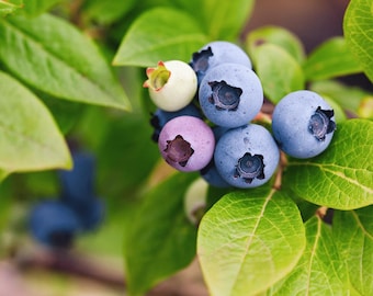 Vaccinium angustifolium - Lowbush Blueberry