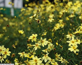 Moonbeam Threadleaf Coreopsis: Lemon Yellow Perennial Wildflower