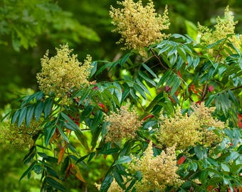 Rhus copallinum - Shining Sumac